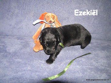 Ezekiël, Zwarte reu, 2 weken jonge pup